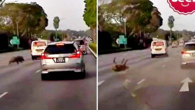 Photo of 误闯高速公路 野猪惨被撞飞