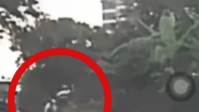 Photo of 摩多停路边 老伯持棍暴打浪浪