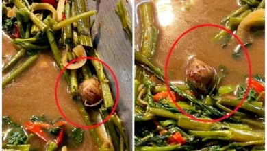 Photo of 公司食堂惊魂记 她夹空心菜附送蜗牛
