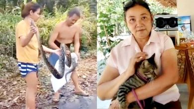 Photo of 与紧缠巨蟒拼搏 孕妇徒手救爱猫