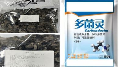 Photo of 63倍农药超标!  韩国紧急下架  中国进口黑木耳