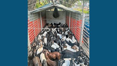 Photo of 警獠牙行动 4人走私牲畜被捕
