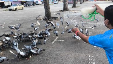 Photo of 市厅月捕获逾千鸦鸽 8喂食者挨罚