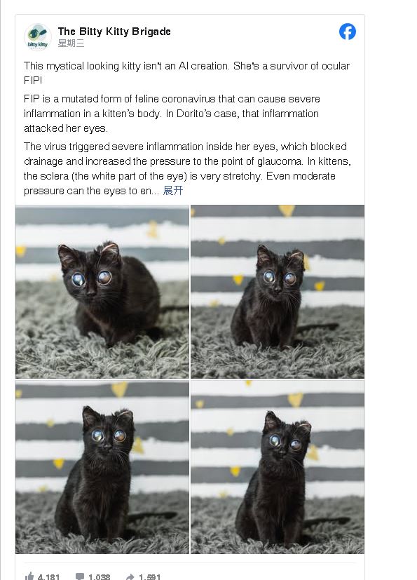 The Bitty Kitty Brigade脸书