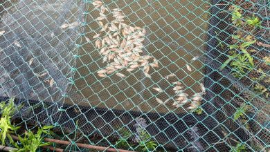 Photo of 吉辇河疑遭农药肥料污染 5000条非洲鱼集体翻肚