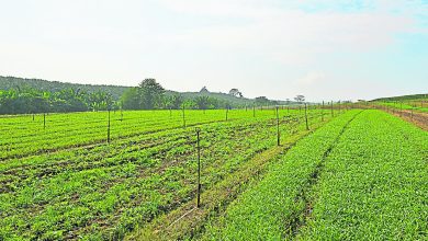 Photo of 芙推农地特别营业准证 开放现有业者申请