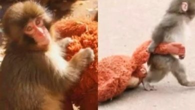 Photo of 【视频】出生就被抛弃 与猩猩玩偶相依为命 日本小猕猴爆红
