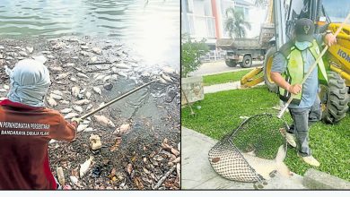 Photo of 武极拉惹镇2湖漂死鱼 巴生市厅迅派员清理