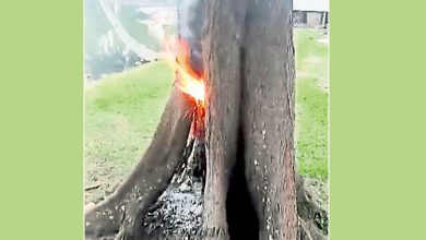 Photo of 公园疑有人纵火焚树 晨运客取河水灭火
