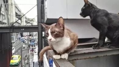 Photo of 旅游冷清也不怕 泰国“猫经济”逆势成长