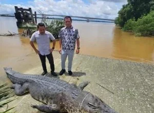 Photo of 疑是砂隆再也杀人凶鳄 当局捕获14尺断尾鳄