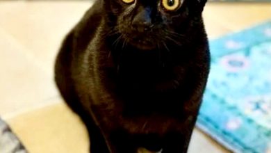 Photo of 基因突变多2耳 网抢收养4耳黑猫