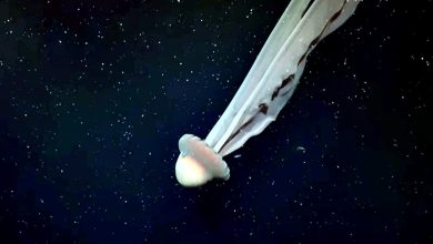 Photo of 【视频】百年罕见巨大水母 现踪阿根廷外海