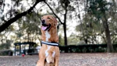 Photo of 爱犬两度“嗅”出癌细胞 挽救了男女主人性命