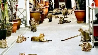 Photo of 收养孕猫不断繁殖 逾30猫扰邻 饲主求送走