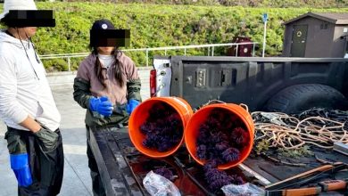 Photo of 裤藏鲍鱼!難逃法眼 她捕濒危海味 面临天价罚款
