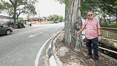 Photo of 大树遮挡 照明不足 国际学校路段险象环生