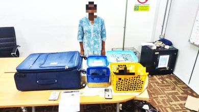 Photo of 图走私暹罗长臂猿 女子隆机场被捕