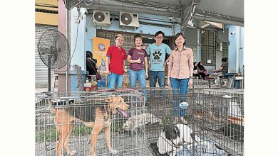 Photo of 霹补贴结扎反应佳 2天500养狗执照登记