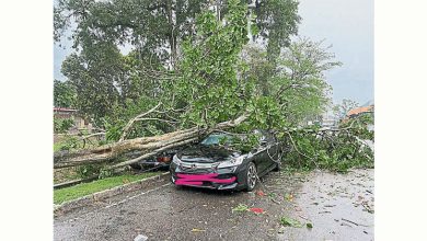 Photo of 狂风暴雨突袭古来 大树连根倒砸3车