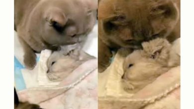 Photo of 18岁老猫离世!  2同伴一遍遍舔拭 不舍送它最后一程
