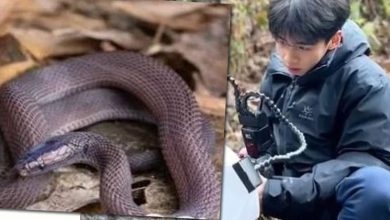 Photo of 中少年跑山寻蛇半年 发现括苍山脊蛇新物种