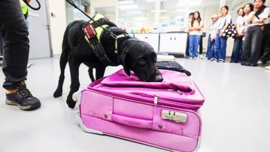 Photo of 狮城利用嗅闻犬和X光 识破野生动物走私诡计