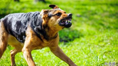 Photo of 砂今年第3宗 卫生部证实男童染狂犬病亡