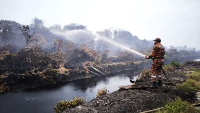 Photo of 森林油棕园垃圾场 彭4地大火 逾千顷被燒