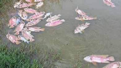 Photo of 热浪夺命? 逾300条罗非鱼翻肚死亡