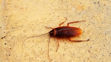 Photo of 小强克星来了！网民大推“生物防治” 实测5天蟑螂销声匿迹