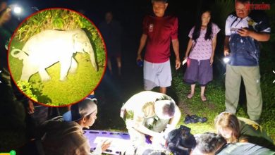 Photo of 半夜上厕所遇袭 87岁阿公遭野象踩死