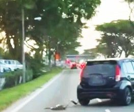 Photo of 大蟒蛇“搭顺风车” 被车主半途“甩落”马路