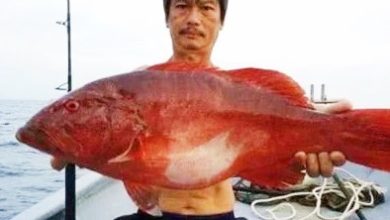 Photo of 华男登莪岛潜水失踪第四天 海事执法机构续搜救