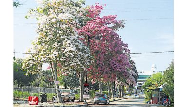 Photo of 米都市厅有意携手吉政府 风铃木花季办活动吸客