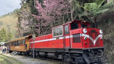 Photo of ​台湾阿里山樱花季3月10日开跑 山樱花阿龟樱已开花