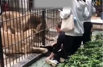 Photo of 惊险一幕!女童投喂狮子险被扯入笼