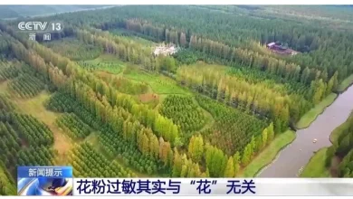 Photo of 花粉过敏其实与“花”无关 它才是元凶