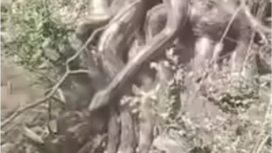 Photo of “枯树根”竟动了?巨蟒群现身全网头皮发麻