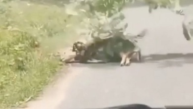 Photo of 巨蟒公路吞鹿！ 男子挥树枝拍打蛇身救鹿
