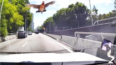 Photo of 马路惊现飞鸡  差点撞上挡风玻璃 女司机误以为肥鸟