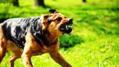 Photo of 卫长:今年首宗死亡病例 没咬伤仍感染狂犬病