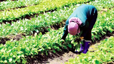 Photo of 金马仑蔬菜价 1至2周内料涨50%