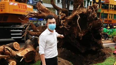 Photo of 抨市厅未定期检查路边树 薛杰豪: 勿等树倒才行动
