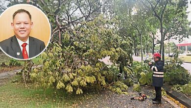 Photo of 黄智荣：暴雨袭击致树倒堵路 市厅应系统化管理危树