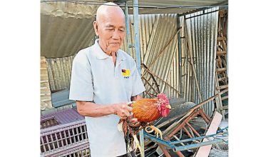 Photo of 80岁园主天然闹鐘 公鸡10年来準点报时