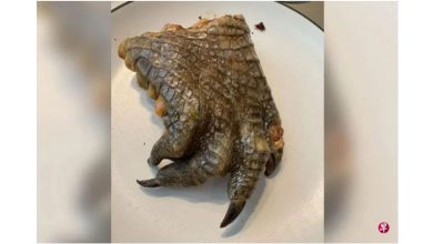 Photo of 自助餐台上排列完整鳄鱼掌 食客看傻: 画面太冲击