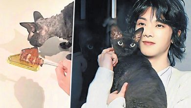 Photo of 猫舔巧克力蛋糕 华晨宇惨遭围剿