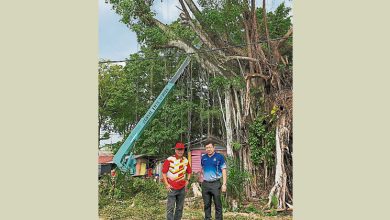Photo of 老树存安全隐忧 地主自费聘吊机砍树
