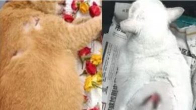 Photo of 创最重刑罚!  冷血男虐多猫 判监31个月
